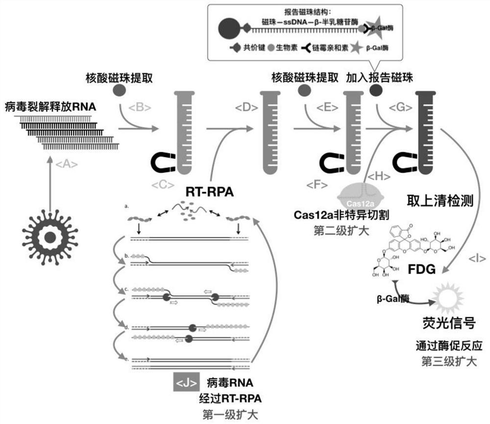 Signal amplification magnetic bead technology system for nucleic acid detection based on the CRISPR technology and application thereof