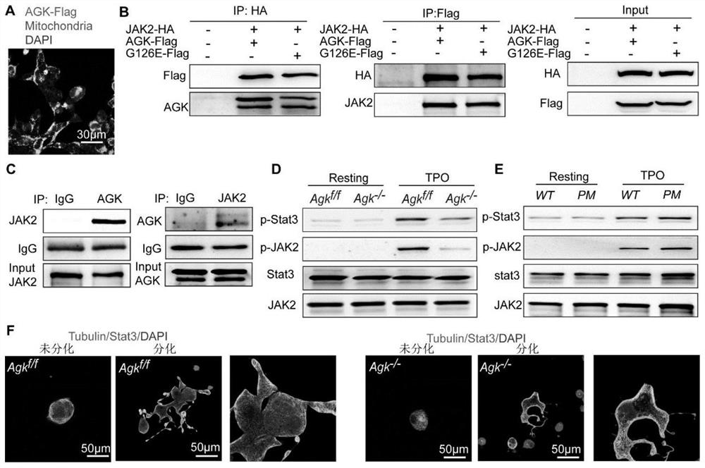 Peptide and application thereof in regulating megakaryocyte differentiation and treating platelet-related diseases