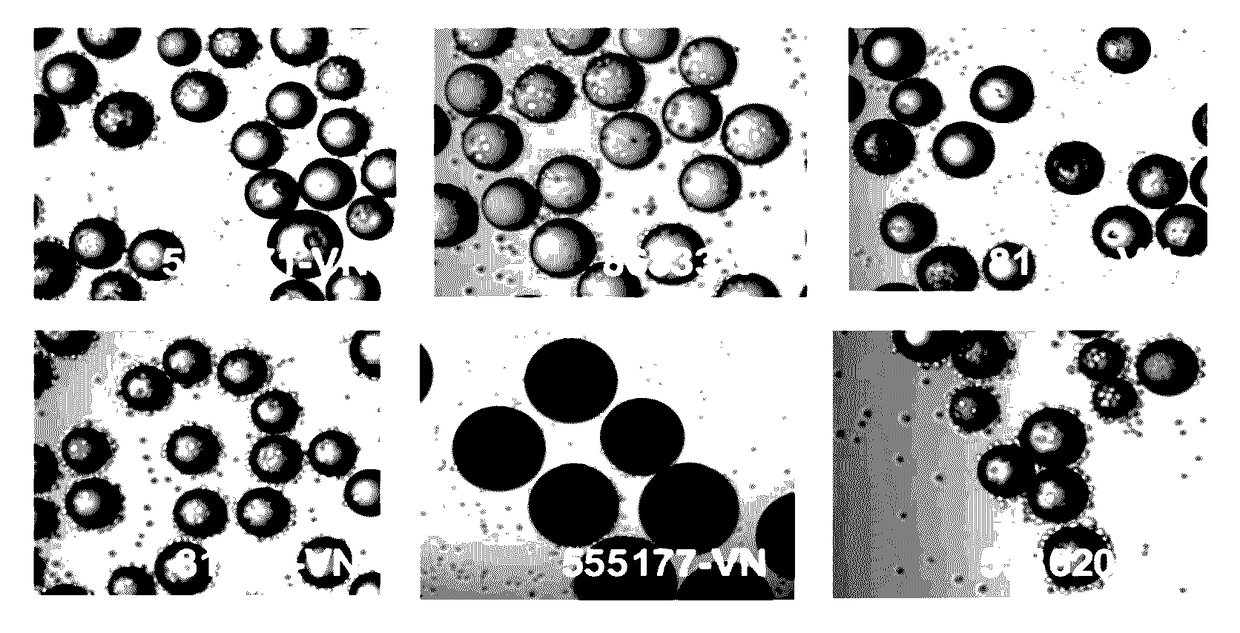 High surface area substrate for cell culture