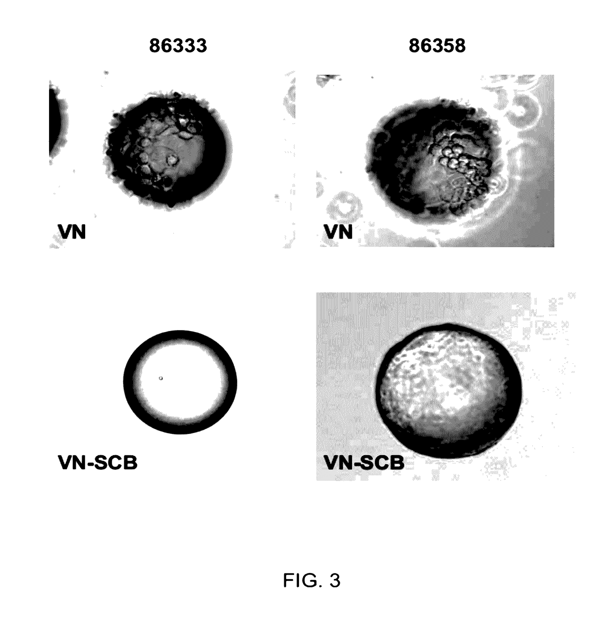 High surface area substrate for cell culture