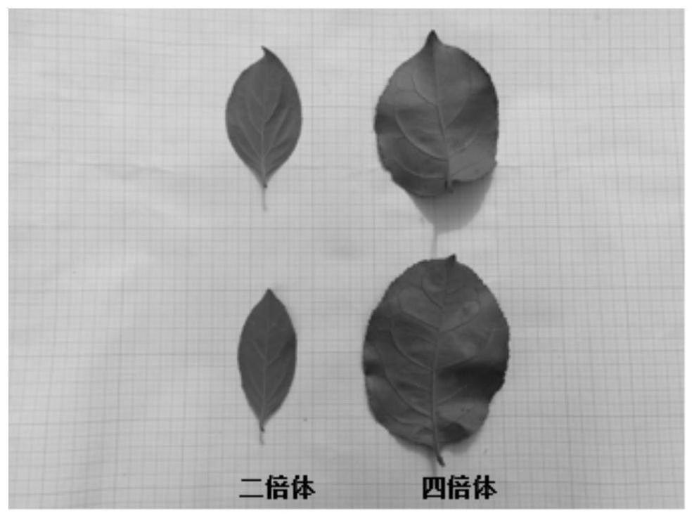 Application of a combination of chemical mutagenesis and negative pressure method in polyploid breeding of tassel tree