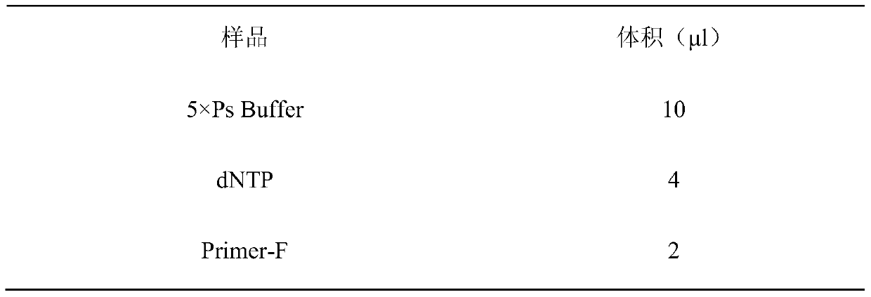 Construction method of Pichia pastoris genetic engineering strain producing lipase