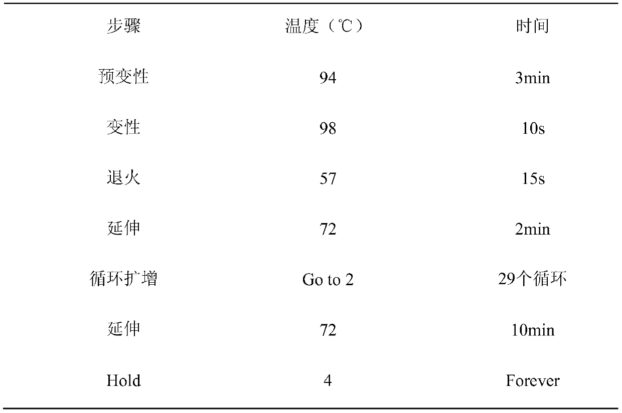 Construction method of Pichia pastoris genetic engineering strain producing lipase