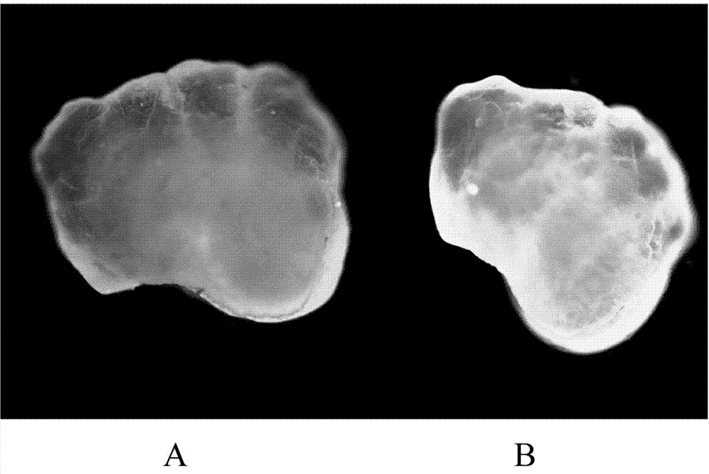 Method for marking fish otolith by fluorescent substances