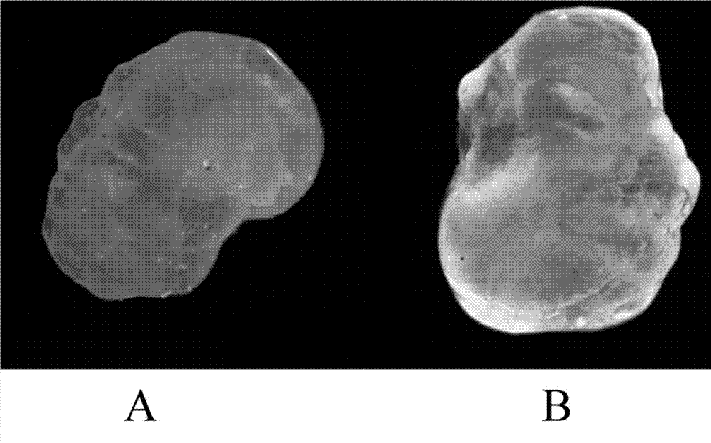 Method for marking fish otolith by fluorescent substances