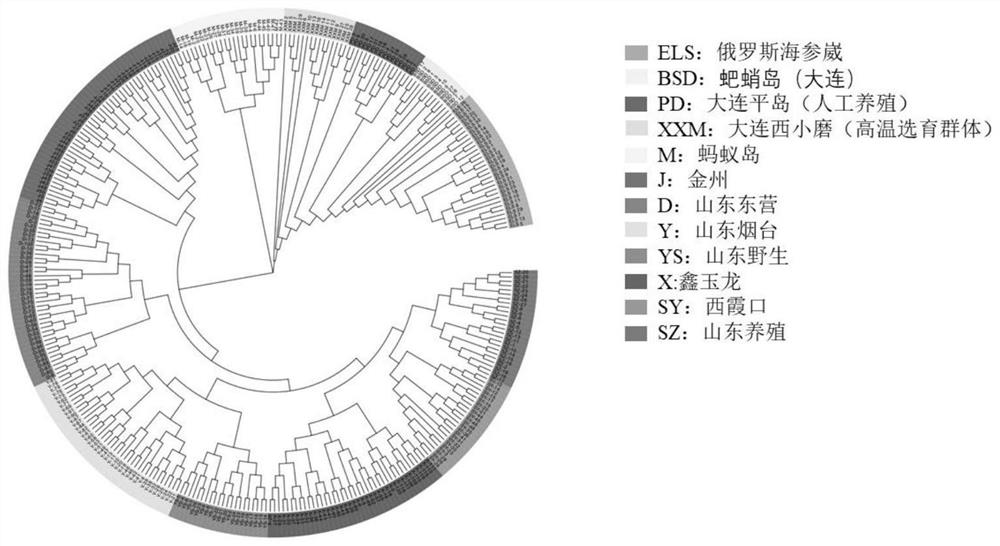 Whole-genome 50KSNP chip for apostichopus japonicus breeding and application