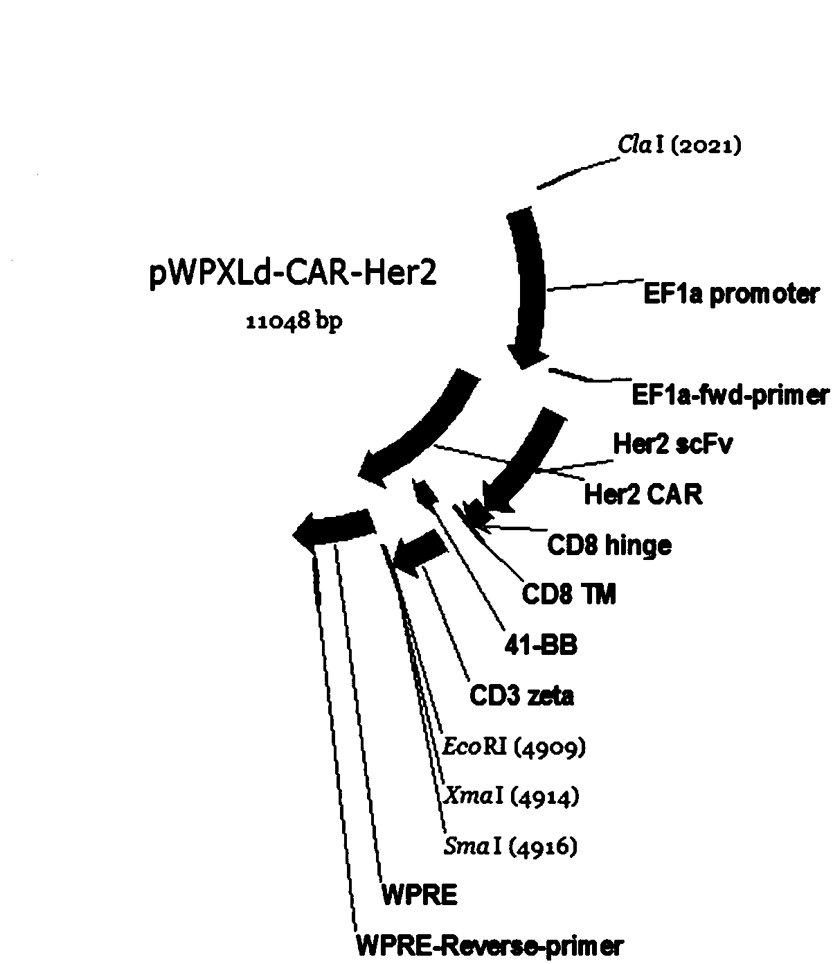 PD1-knockout chimeric antigen receptor T cell targeting HER2, preparation method and application thereof