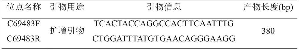 Molecular marker C69483 for rapidly identifying hereditary sex of cherax quadricarinatus and application of molecular marker C69483