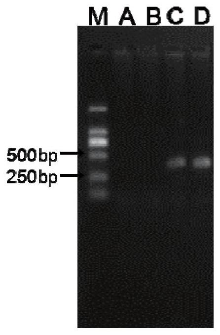 Molecular marker C69483 for rapidly identifying hereditary sex of cherax quadricarinatus and application of molecular marker C69483