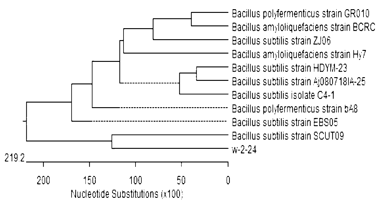 Bacillus subtilis YB-05, microbial preparation thereof, and application of Bacillus subtilis YB-05 or microbial preparation