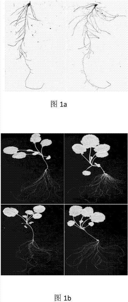 Method for studying striga asiatica lactone in regulating rape root system growth
