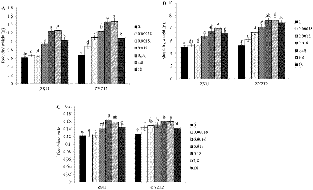 Method for studying striga asiatica lactone in regulating rape root system growth