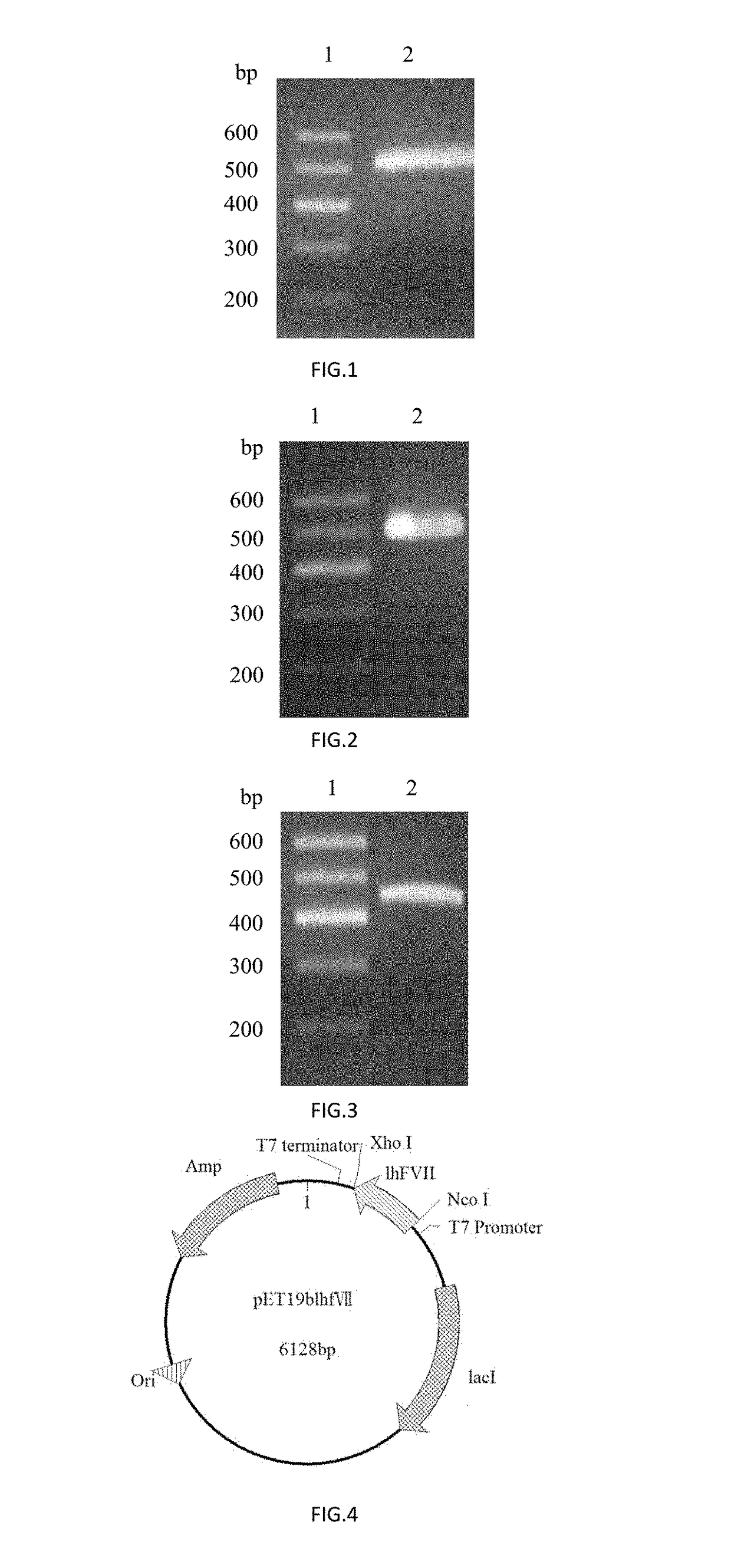 Human coagulation factor light chain protein and use of the same