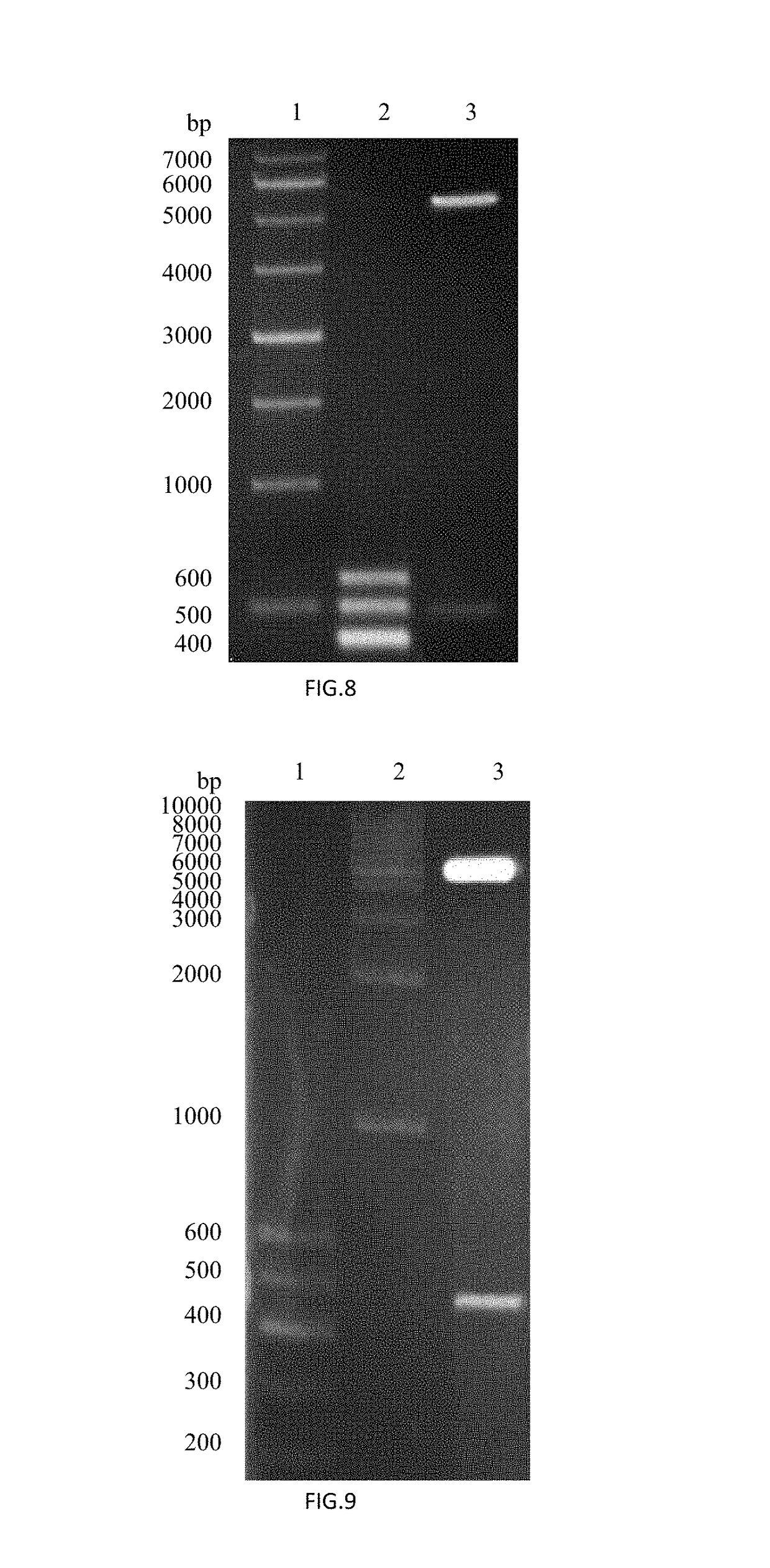 Human coagulation factor light chain protein and use of the same