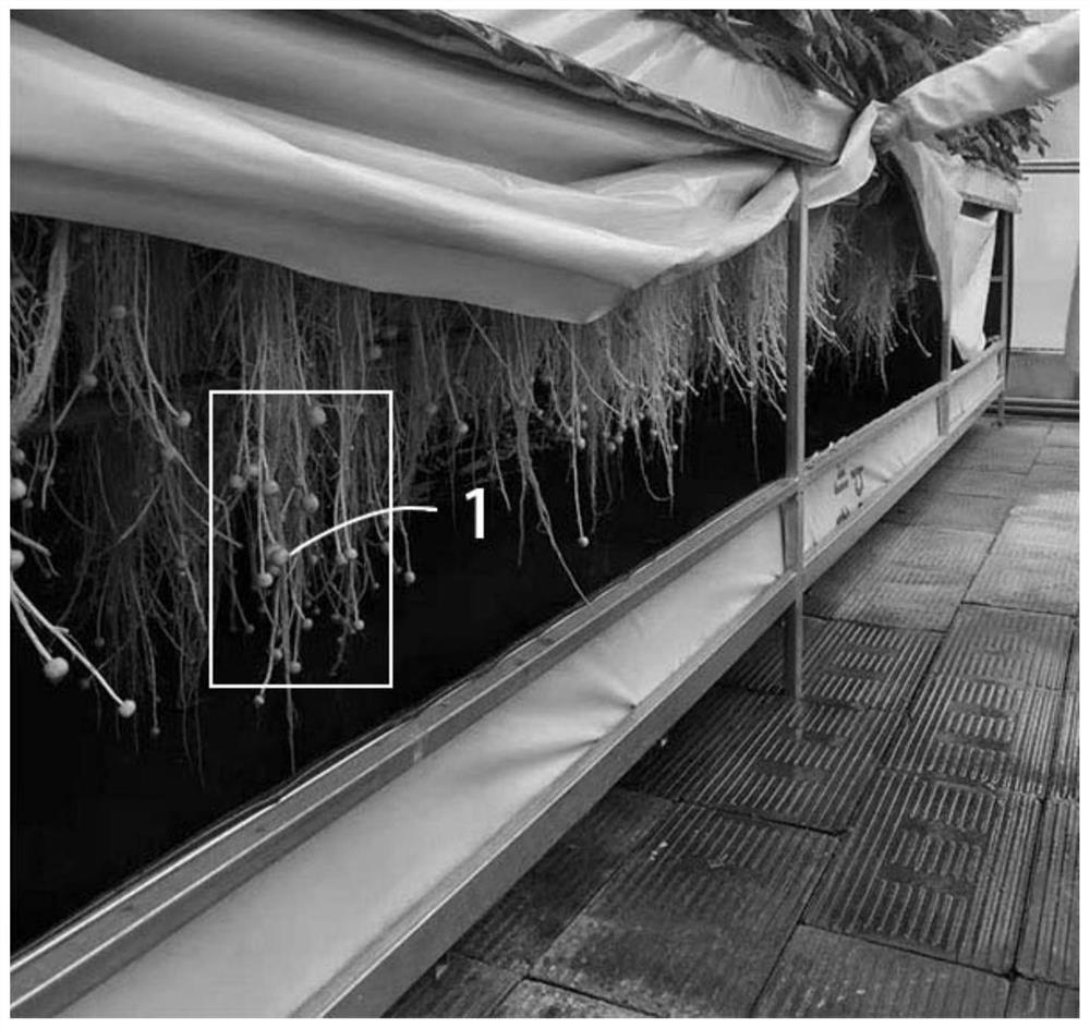 Aeroponic culture breeding method for grafting tomatoes on potatoes and potato and tomato seedlings bred by aeroponic culture breeding method