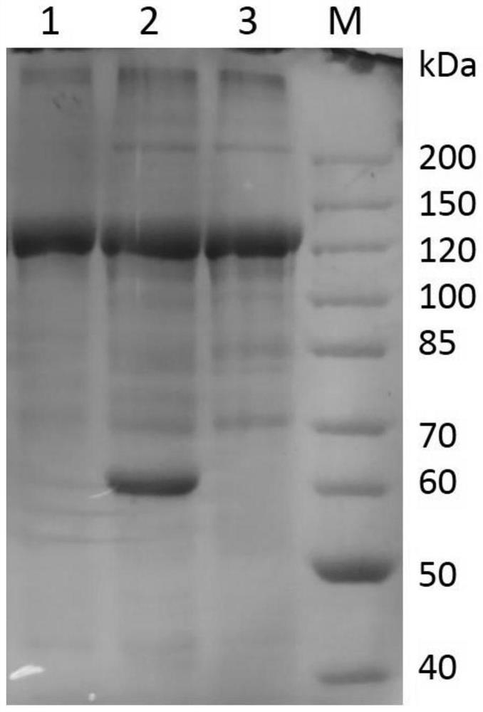 Bacillus thuringiensis JXBT-0296 with insecticidal activity on ganoderma lucidum geometridae and application of bacillus thuringiensis JXBT-0296