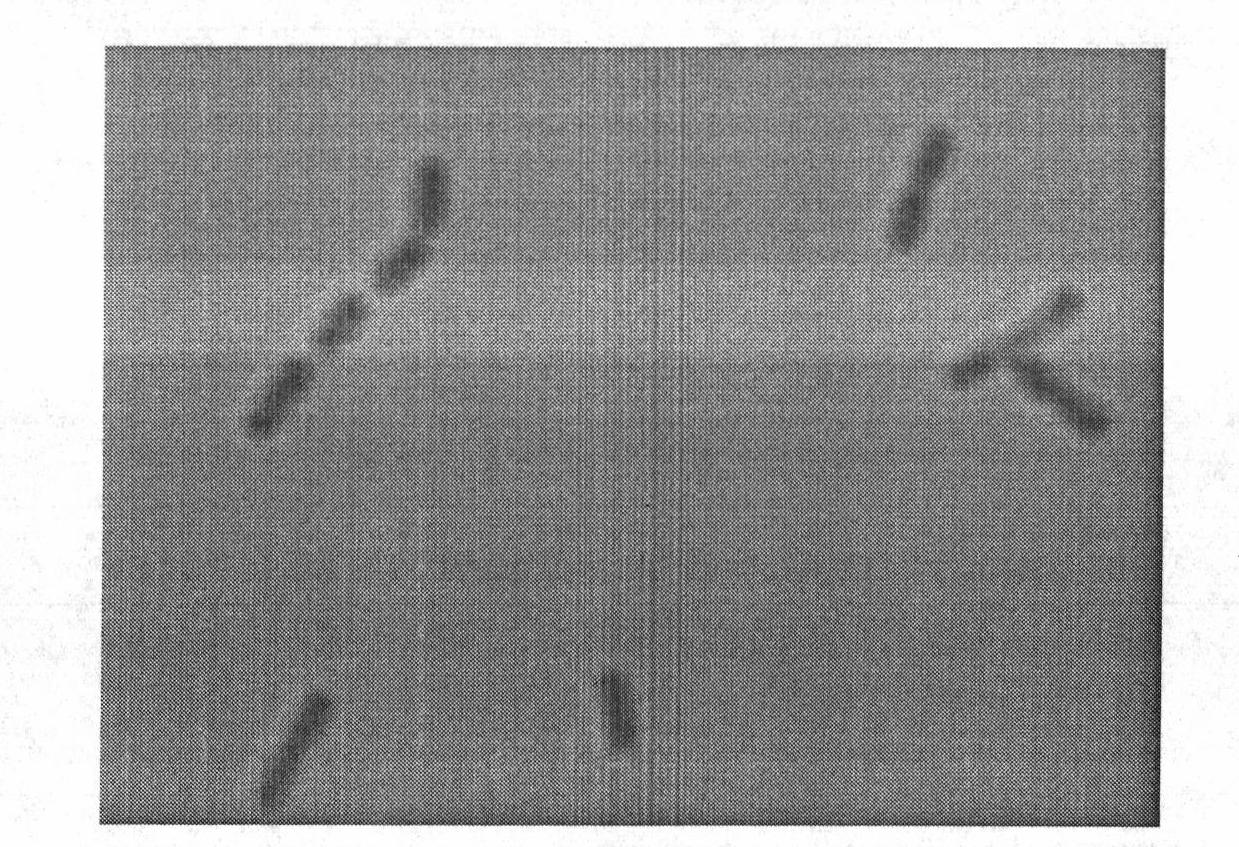 Bacterial strain LT3 producing alkalescence cellulase and breeding method and initial optimization of cellulase production conditions thereof