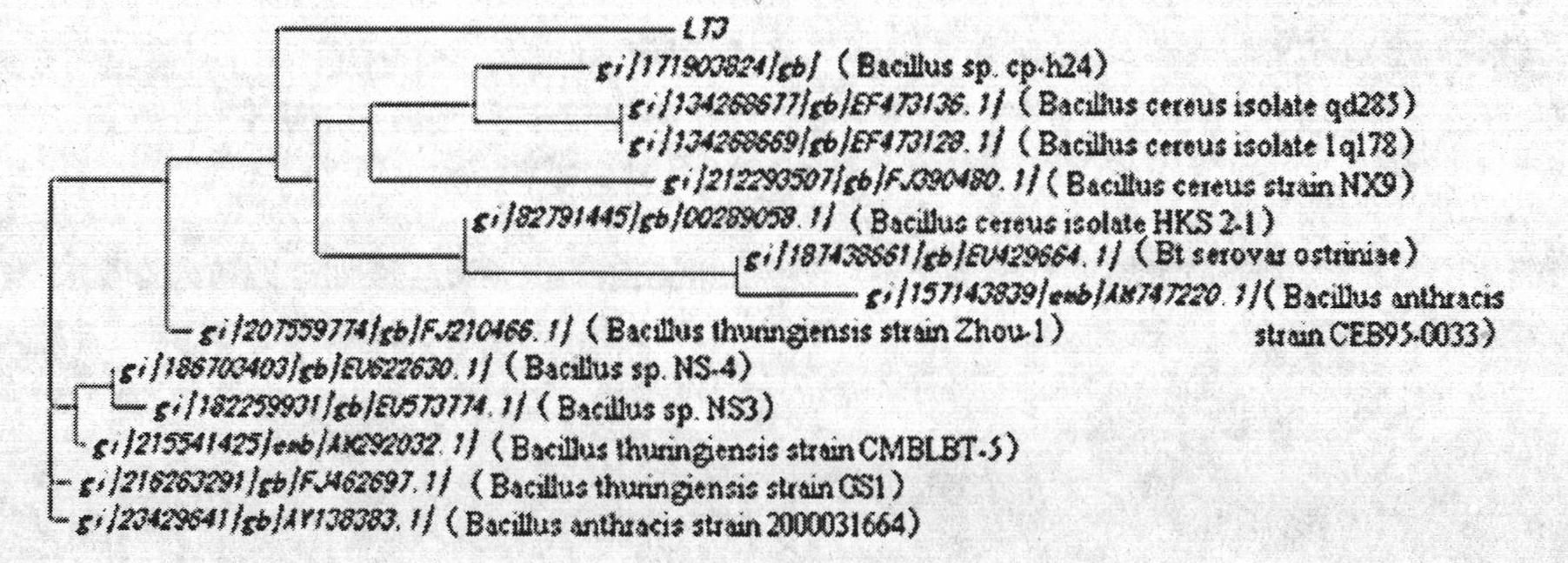 Bacterial strain LT3 producing alkalescence cellulase and breeding method and initial optimization of cellulase production conditions thereof