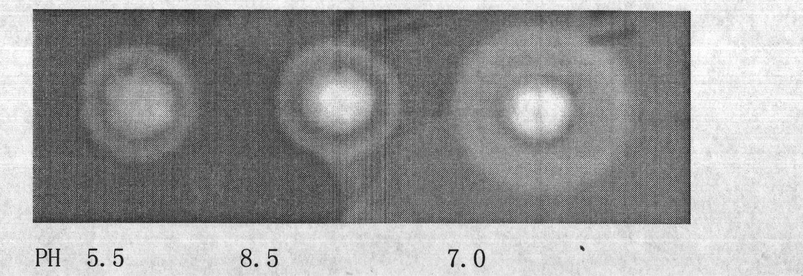 Bacterial strain LT3 producing alkalescence cellulase and breeding method and initial optimization of cellulase production conditions thereof