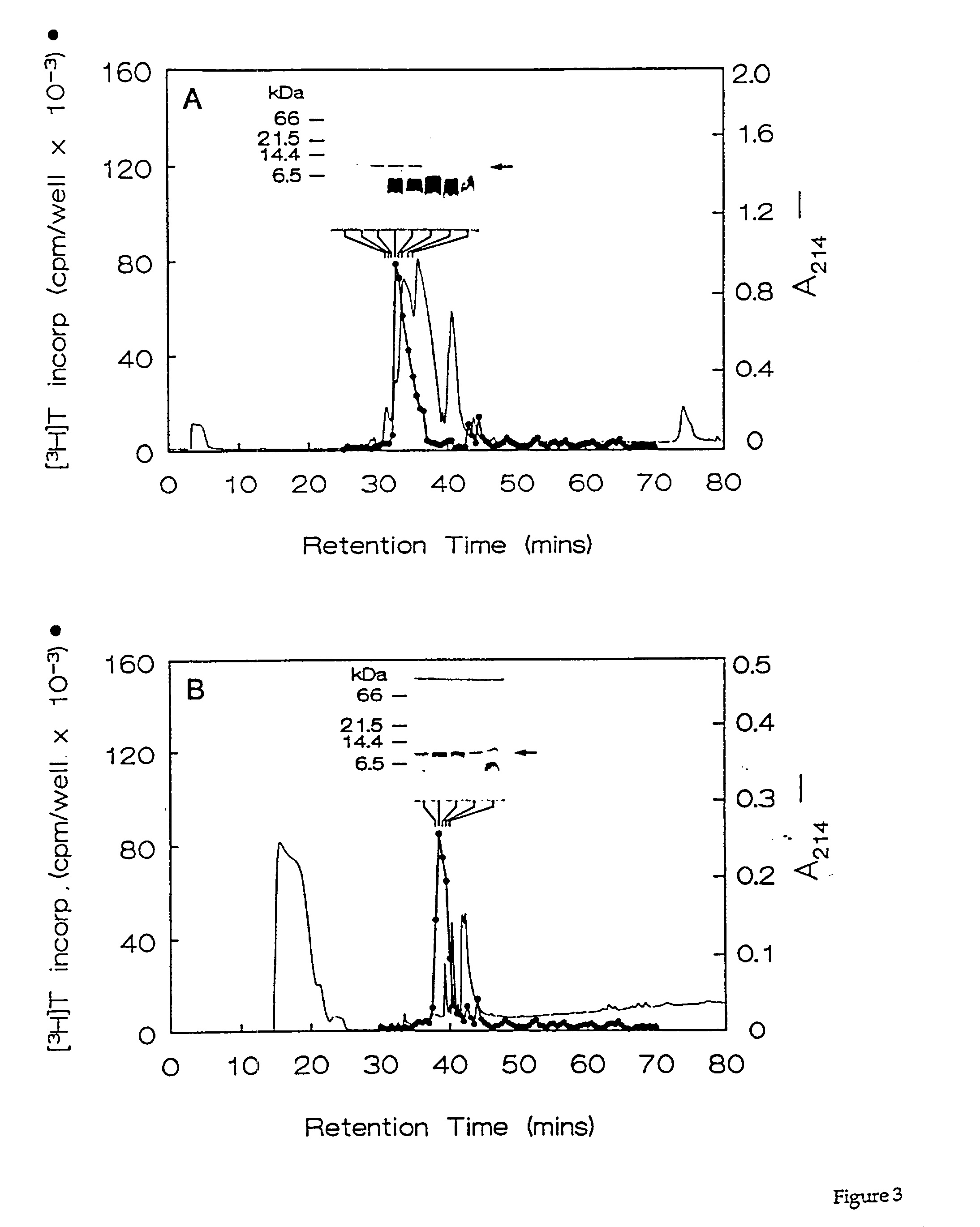 Heparin-binding growth factor (HBGF) polypeptides