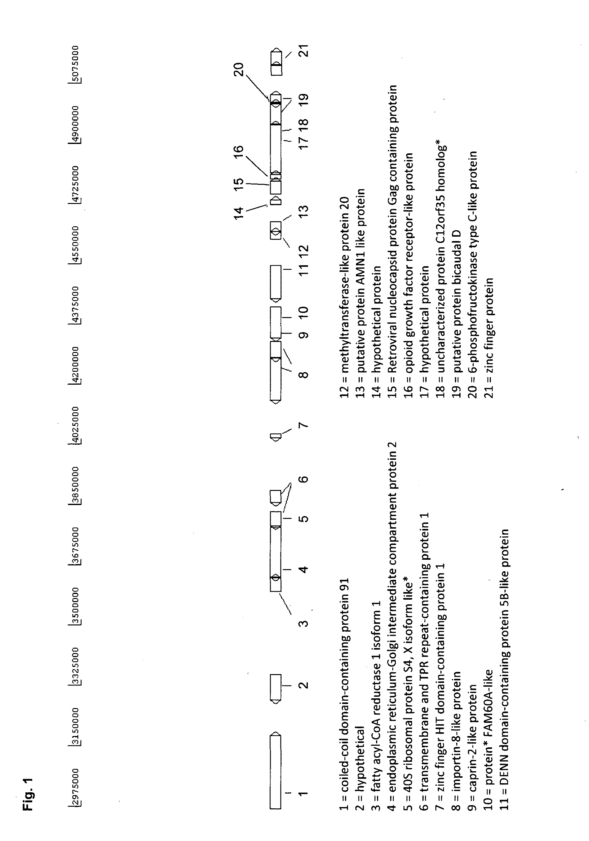 Novel eukaryotic cells and methods for recombinantly expressing a product of interest