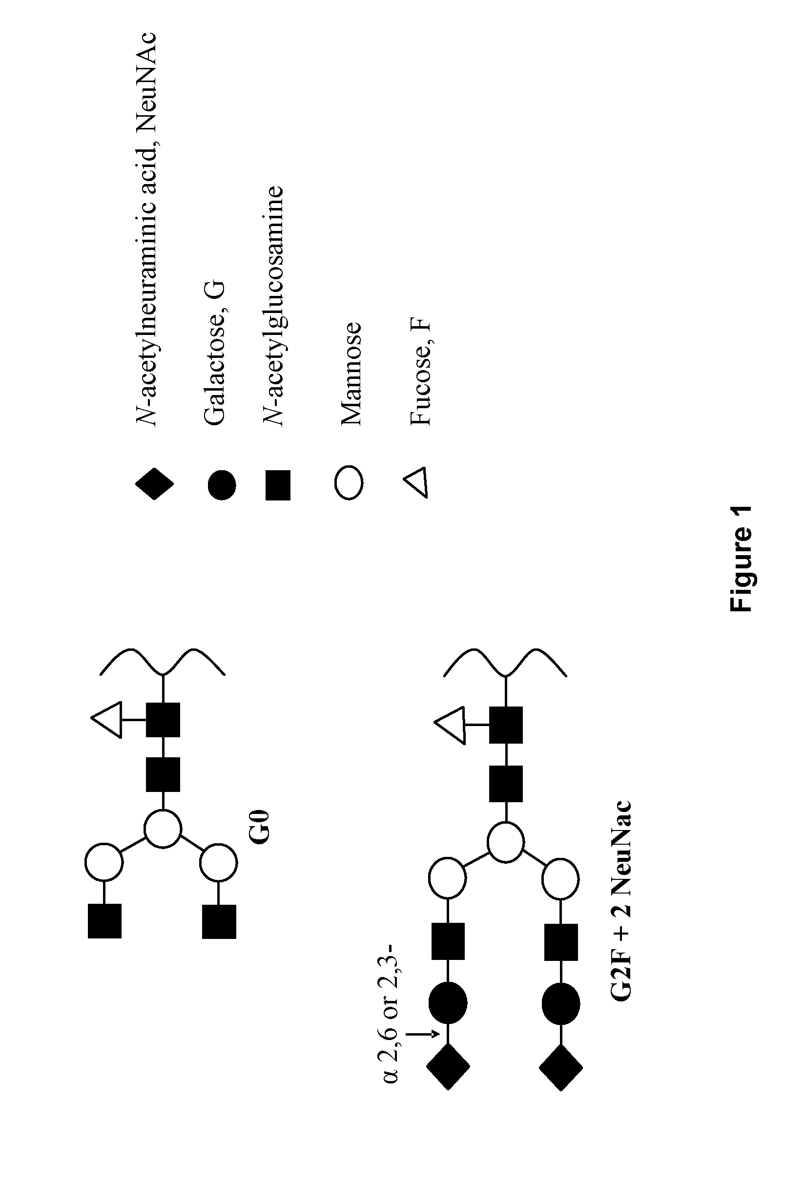 Method of production of sialylated antibodies