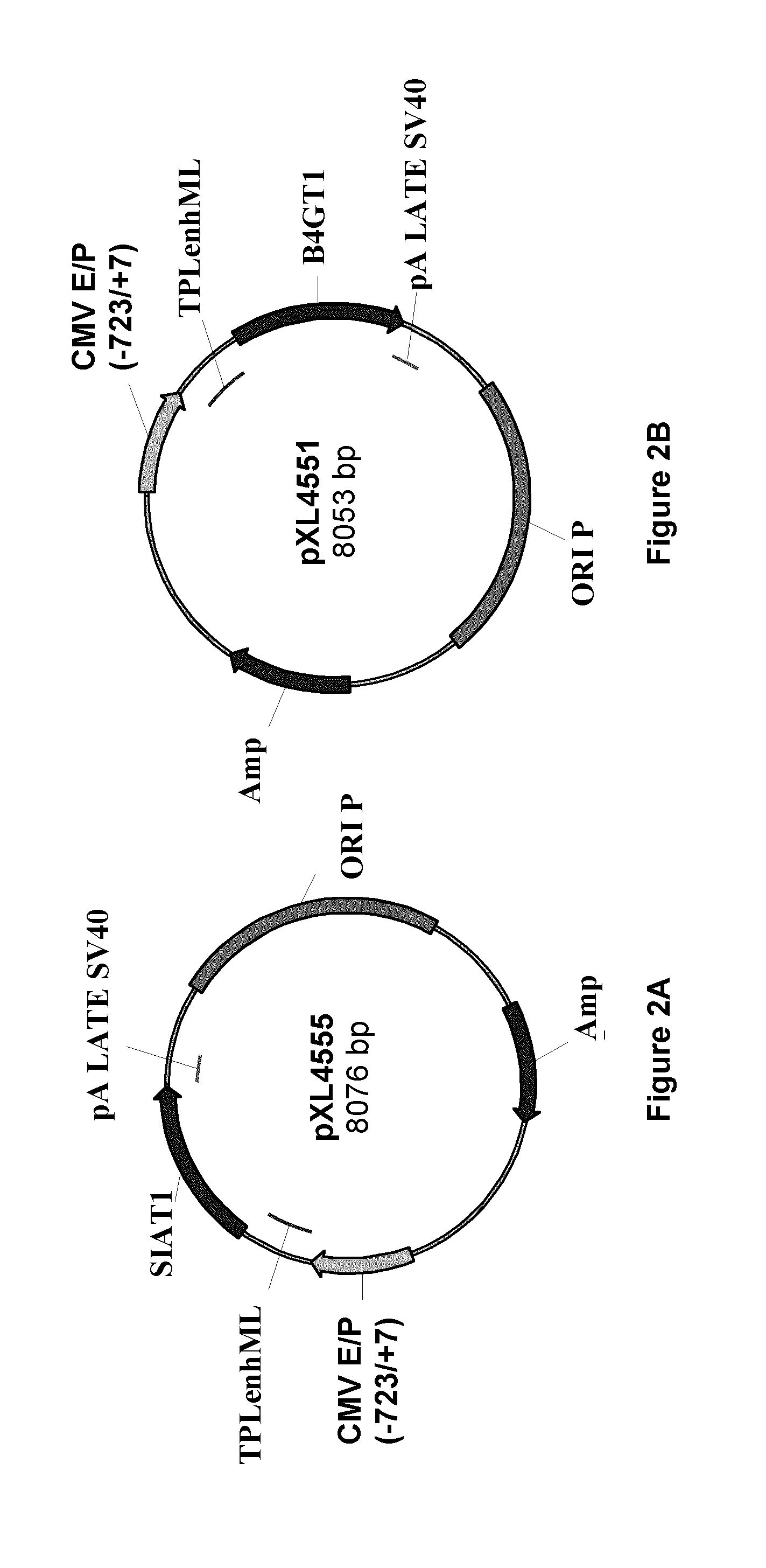 Method of production of sialylated antibodies