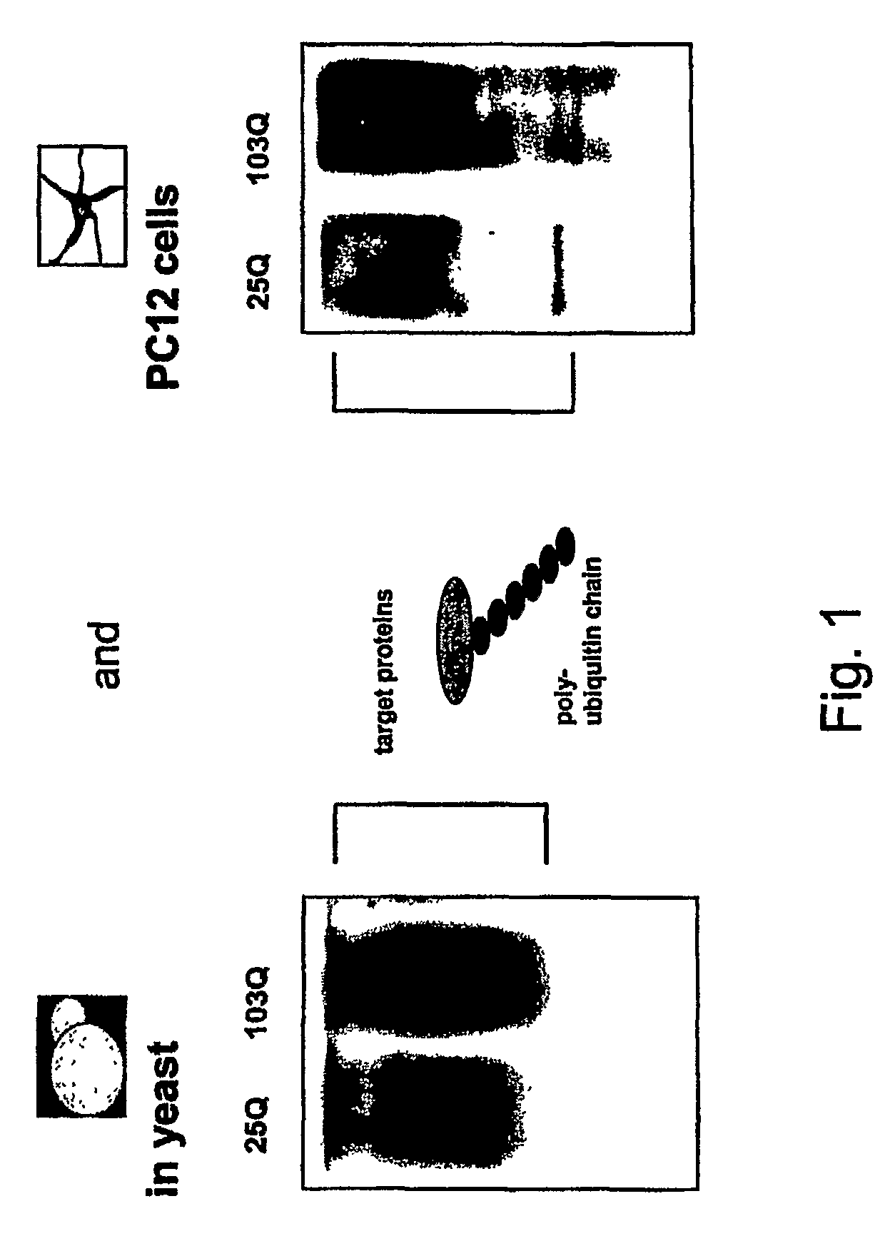 Compositions and methods for treatment of protein misfolding diseases