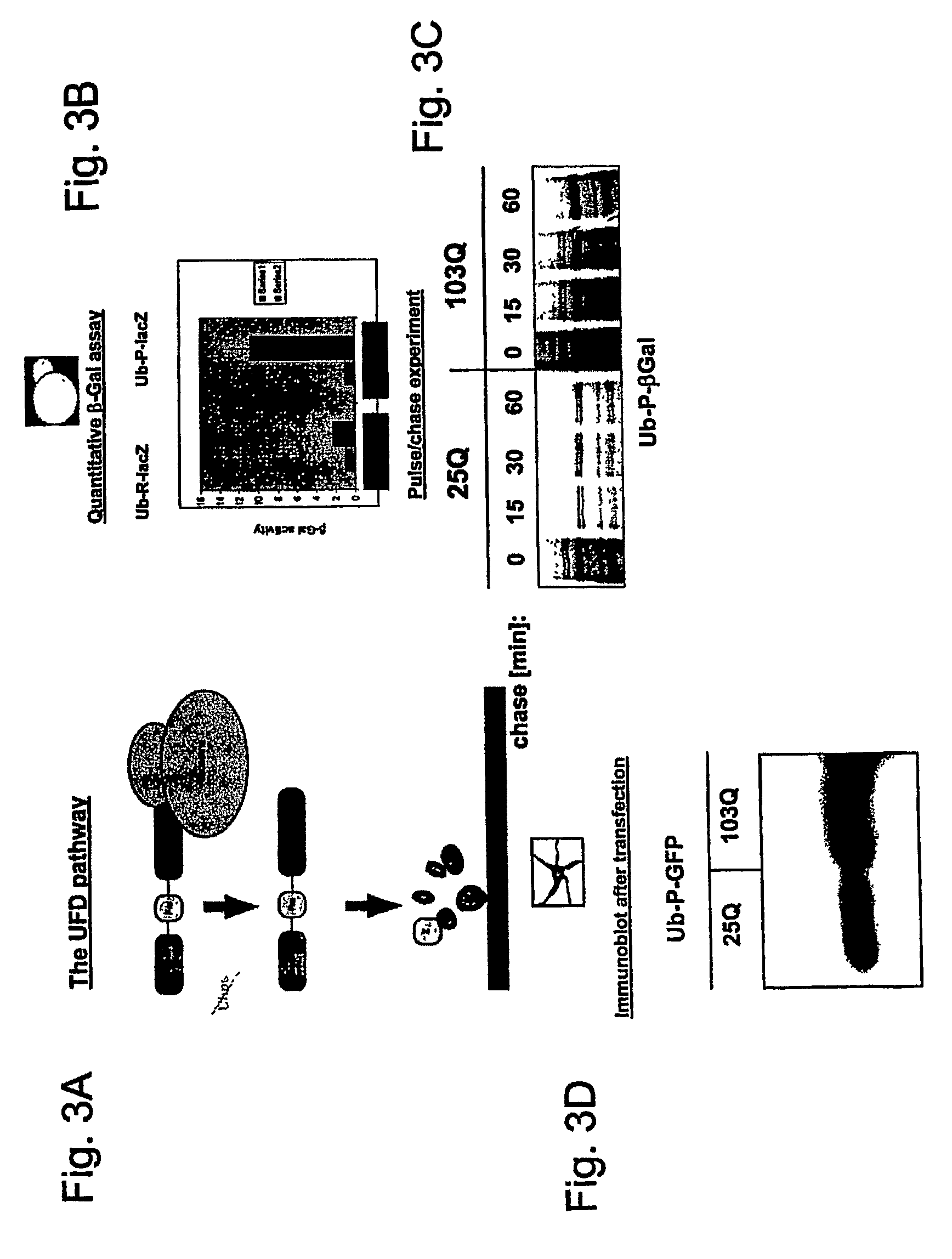Compositions and methods for treatment of protein misfolding diseases