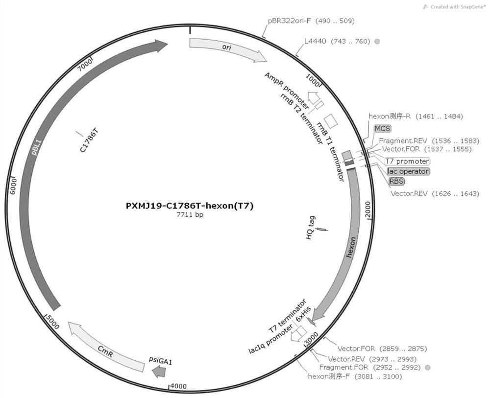 Method for efficiently expressing fowl adenovirus Fiber-2 protein in escherichia coli