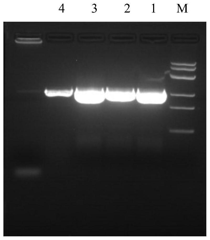 Method for efficiently expressing fowl adenovirus Fiber-2 protein in escherichia coli