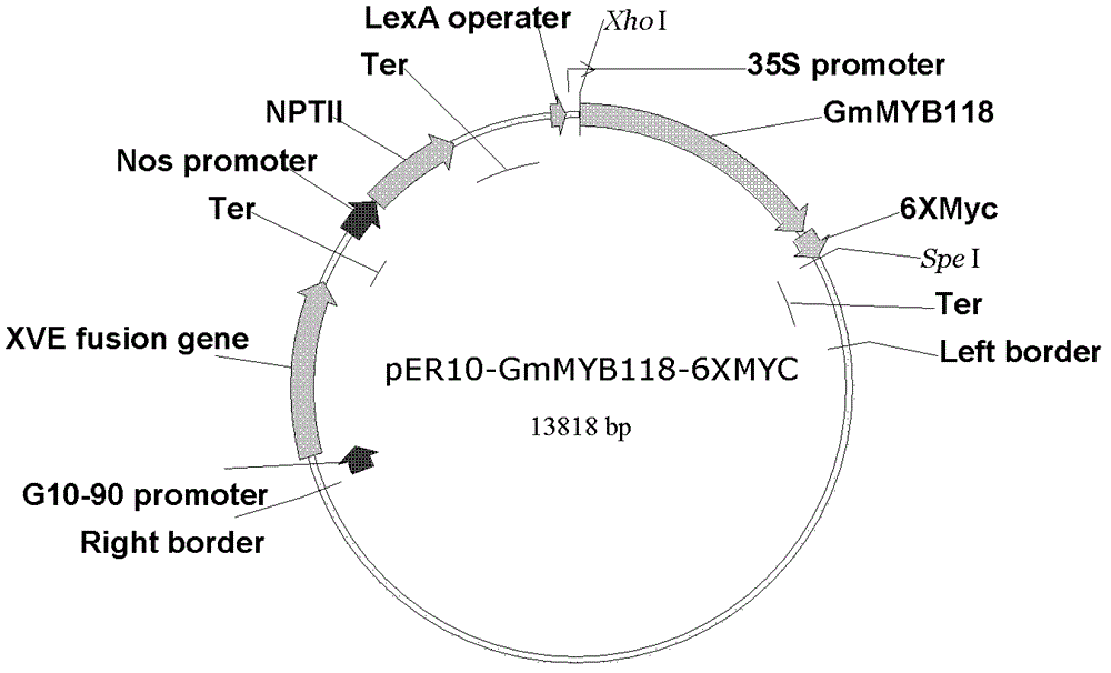 Protein GmMYB118 related to fatty acid synthesis, coding gene and application thereof