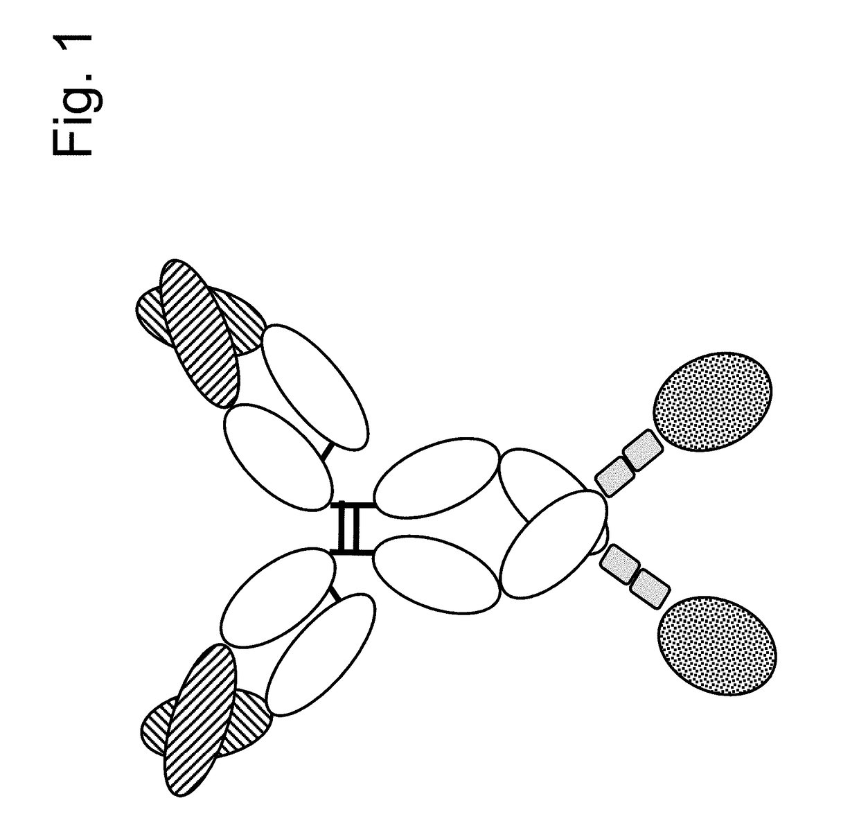 Immunoconjugates