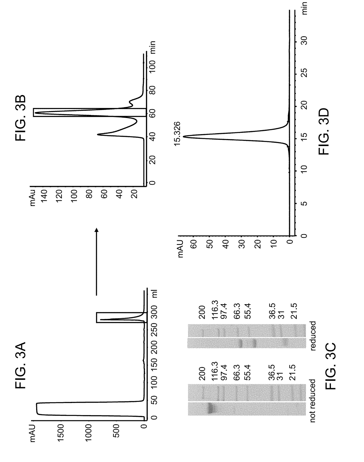 Immunoconjugates