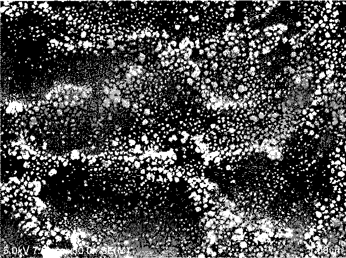 Preparation method of biological activity protein or polypeptides coating biology bracket