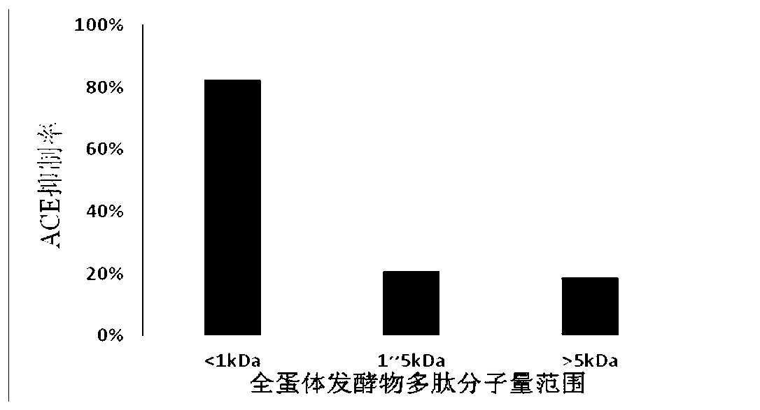 Production method of high-bioactivity whole egg body fermentation product and product and application thereof
