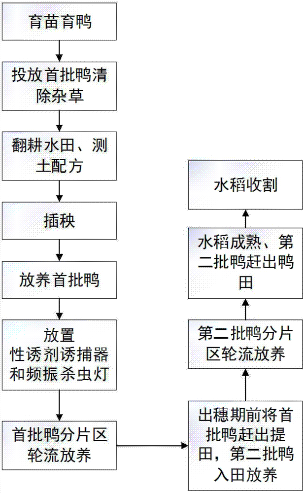 Novel duck-rice integrated farming method