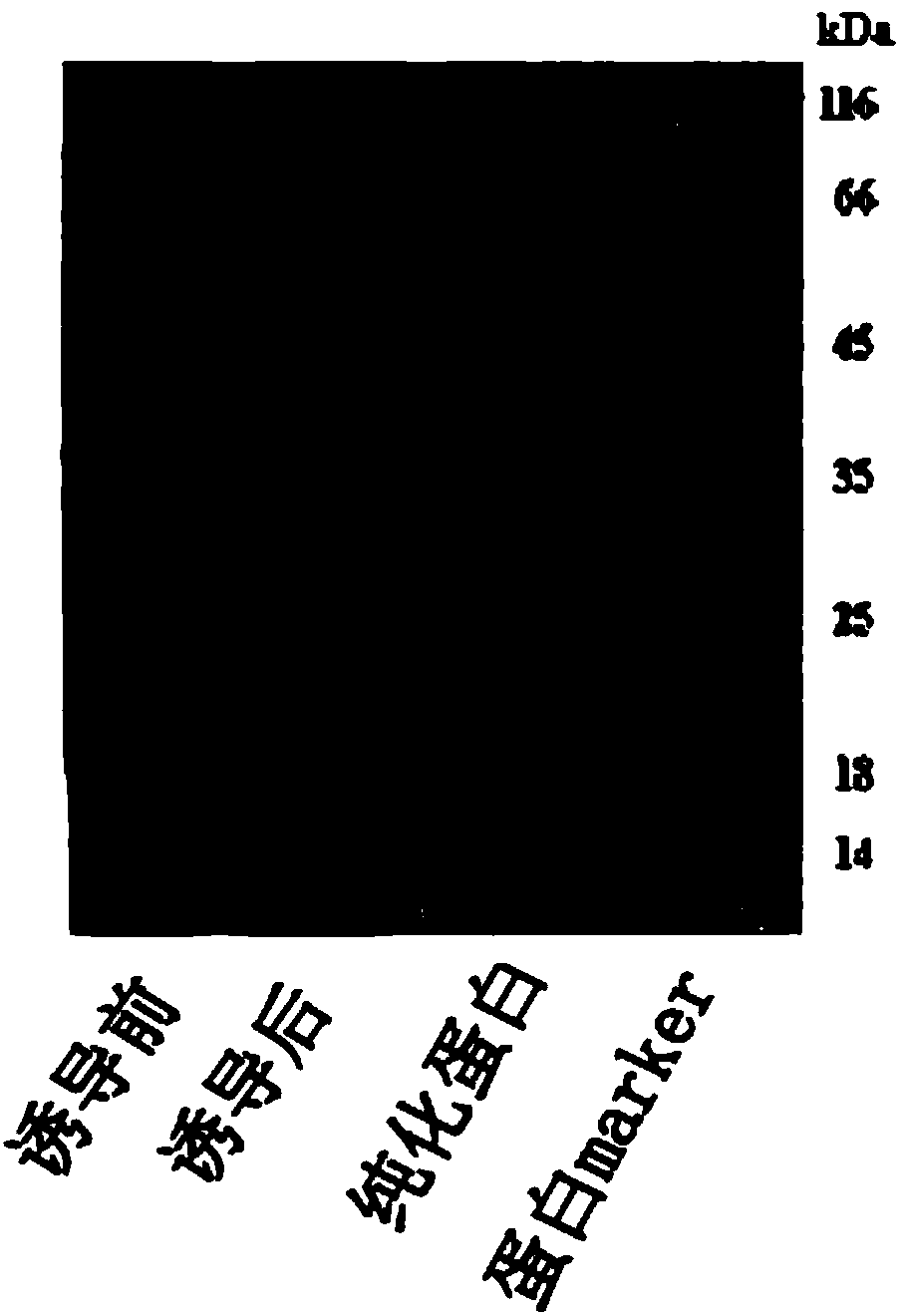 Prawn protein with antiviral activity and application of prawn protein