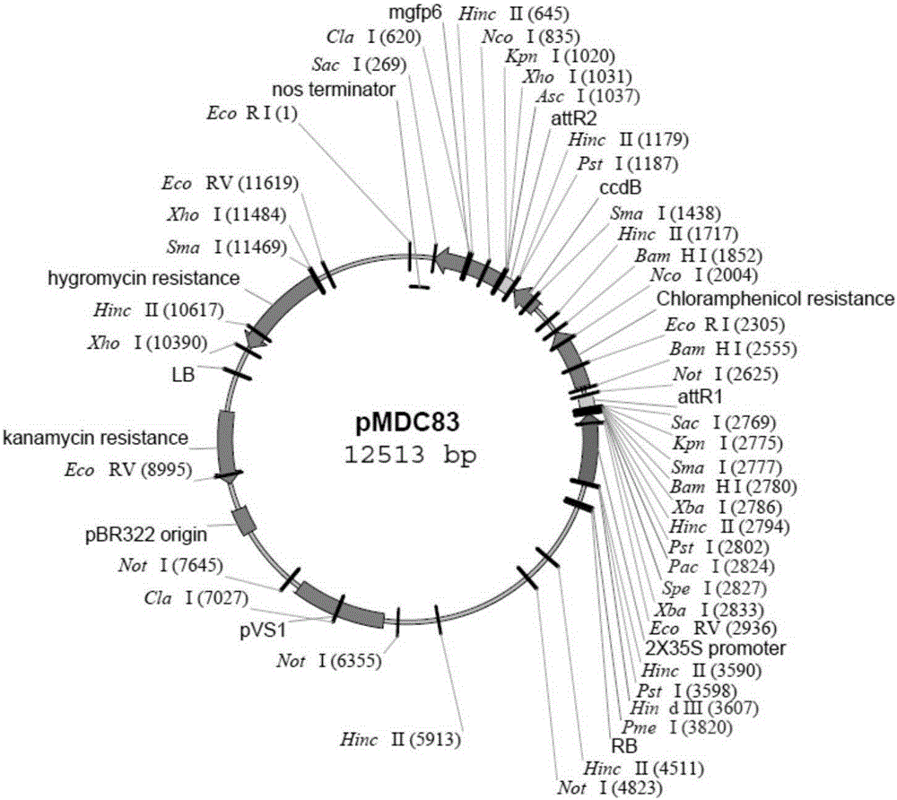 Soybean GmSAMS1 gene and application thereof