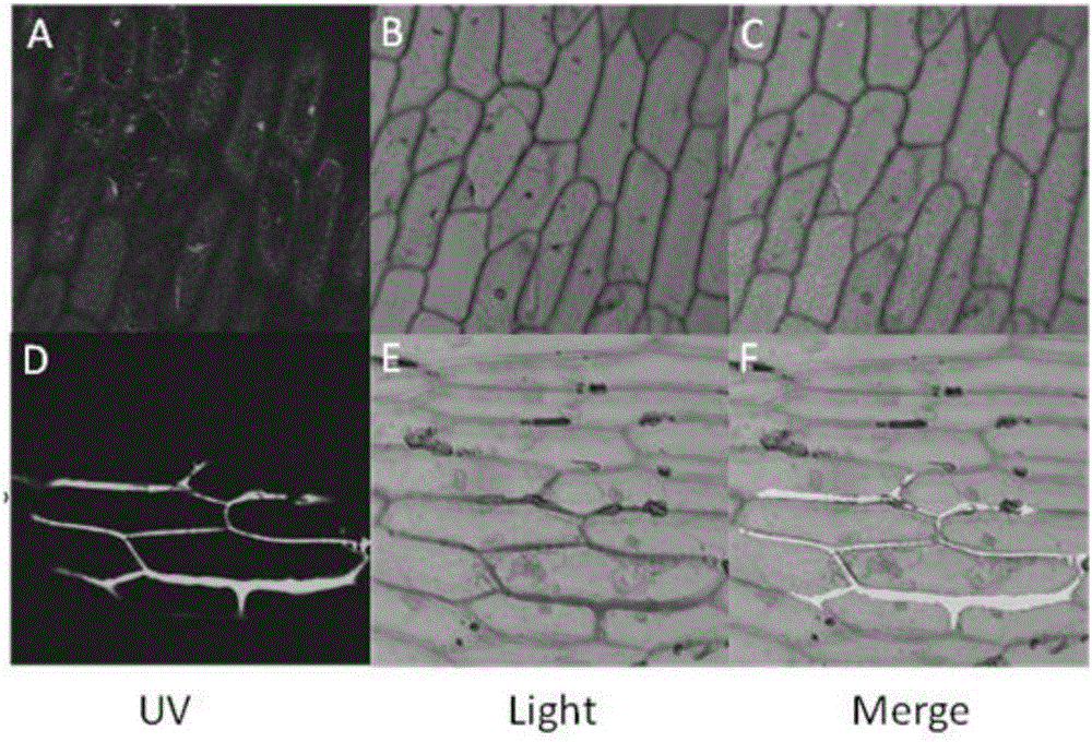 Soybean GmSAMS1 gene and application thereof