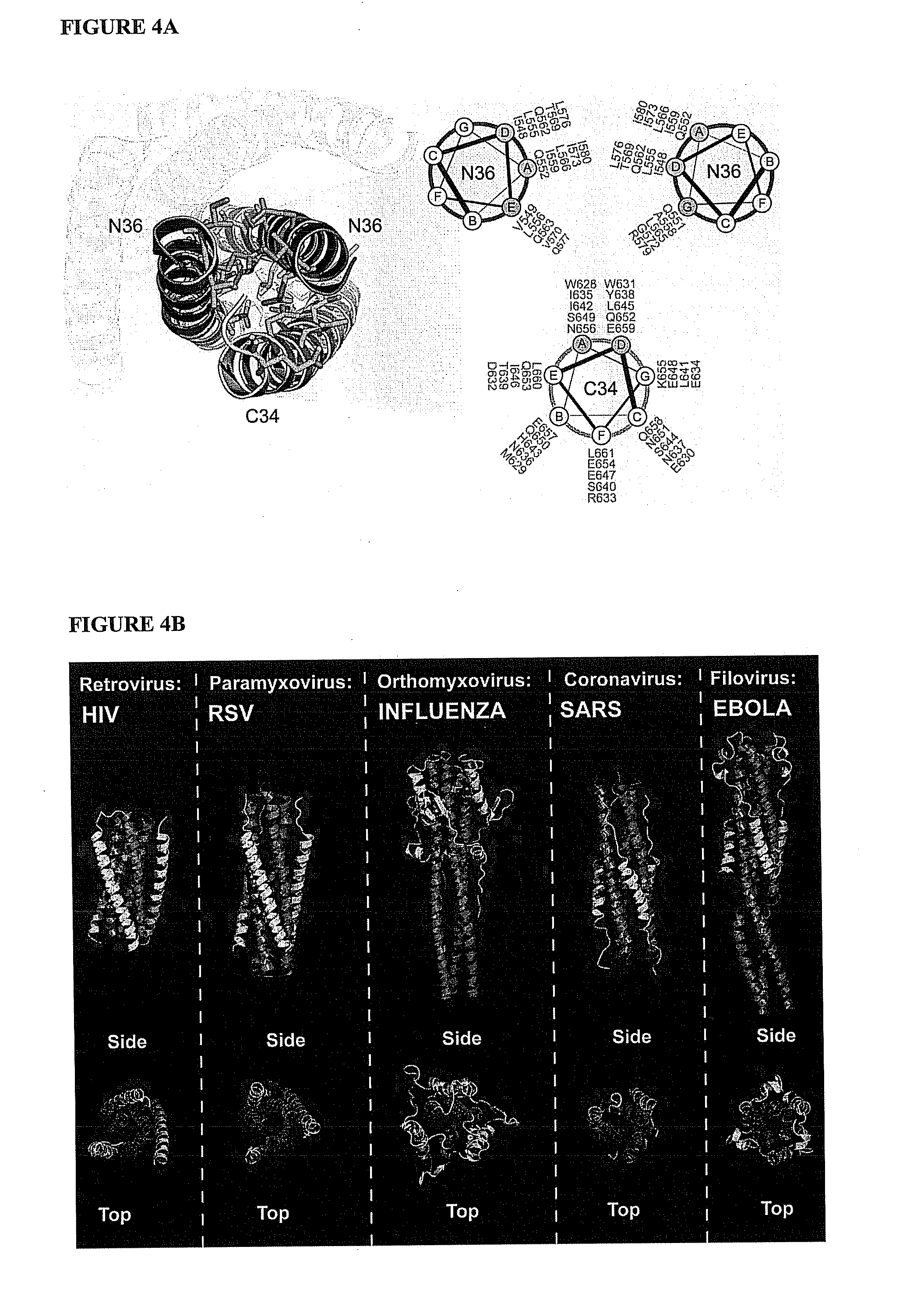 Compositions and methods for the treatment of viral infections