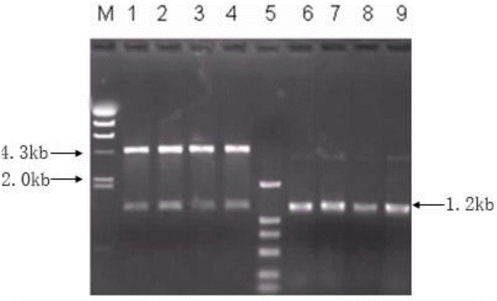 Gene for coding alanine isomerase and application of gene