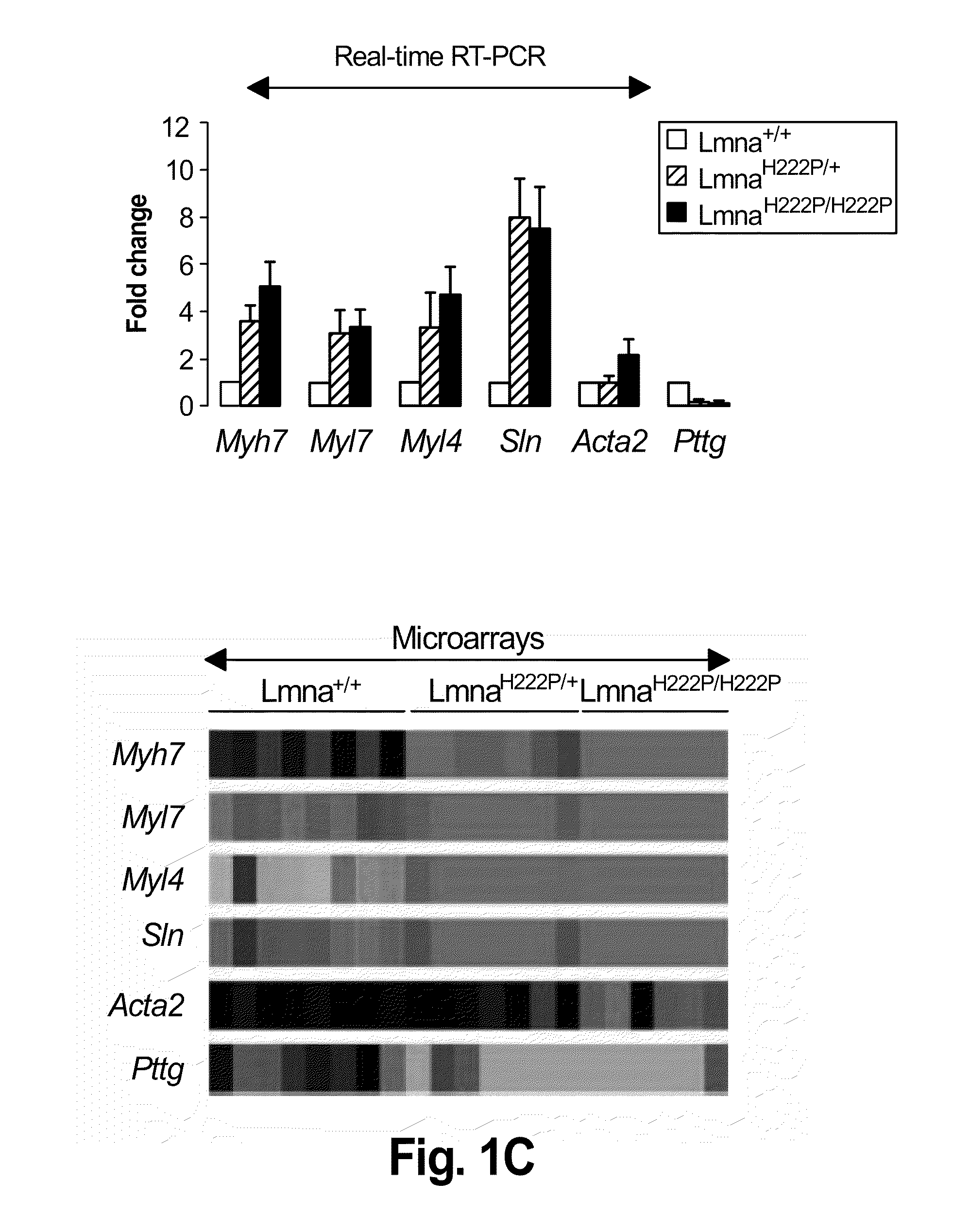 Methods for treating and/or preventing cardiomyopathies by erk or jnk inhibition