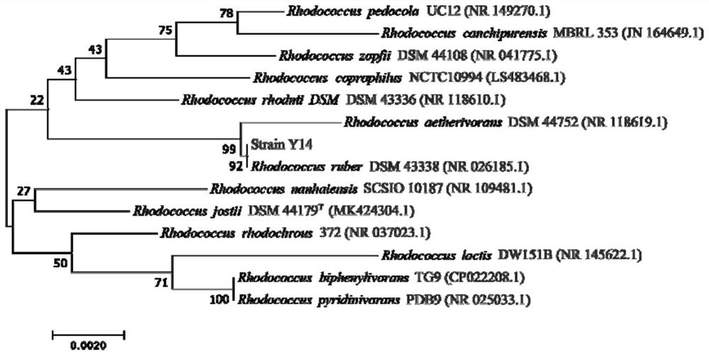 Application of a kind of Rhodococcus rhodochrous and its preparation in the remediation of pyrethroid pesticide pollution
