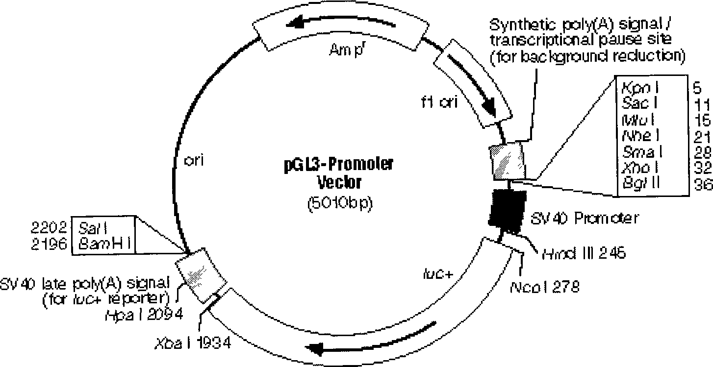 Gene order relating to cordycepin biological synthesis