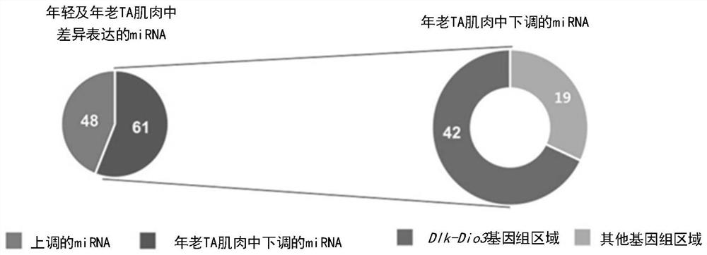 Pharmaceutical composition for preventing or treating muscular disease or cachexia comprising, as active ingredient, mirna located in dlk1 -dio3 cluster or variant thereof