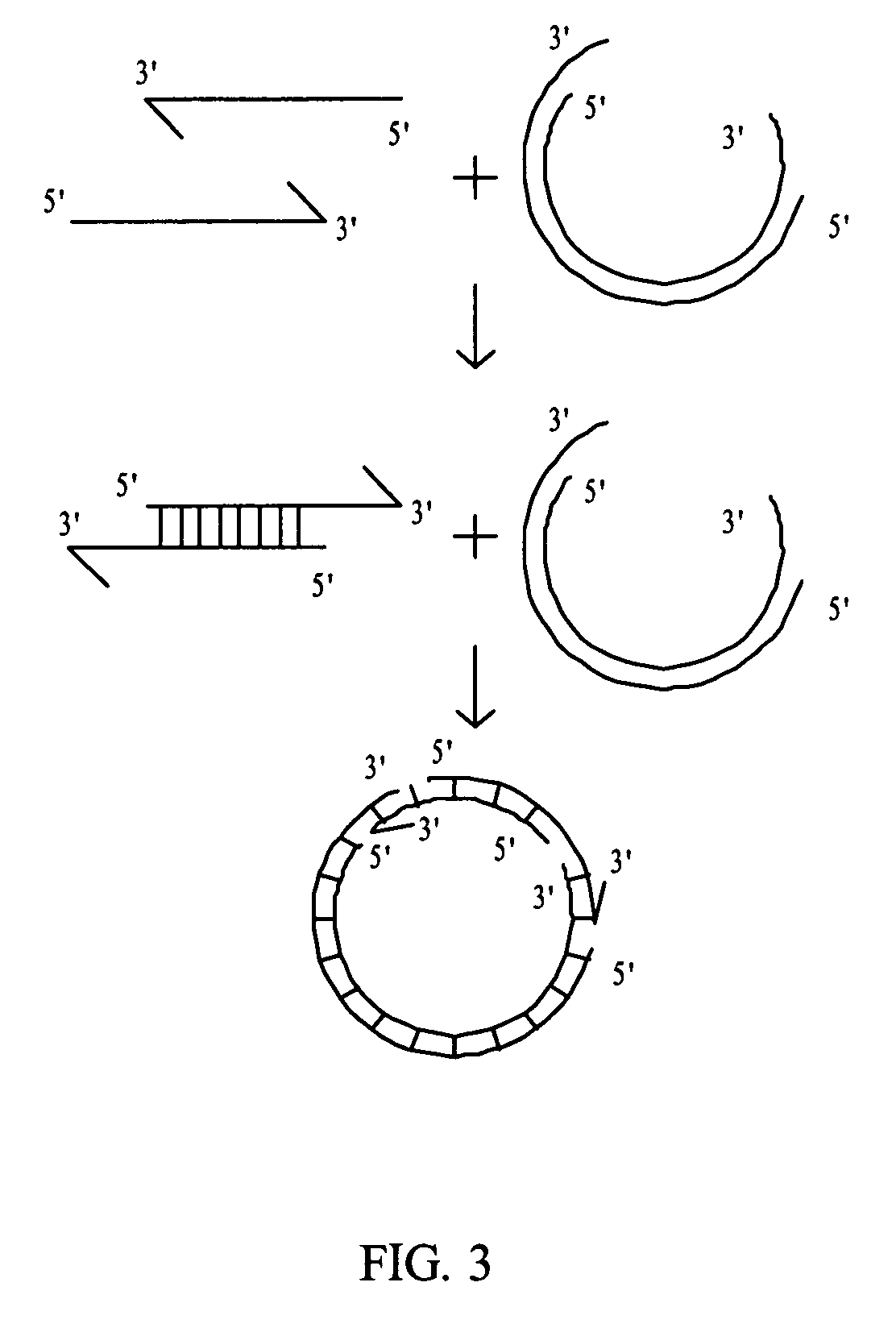 Rolling circle amplification of micro-RNA samples