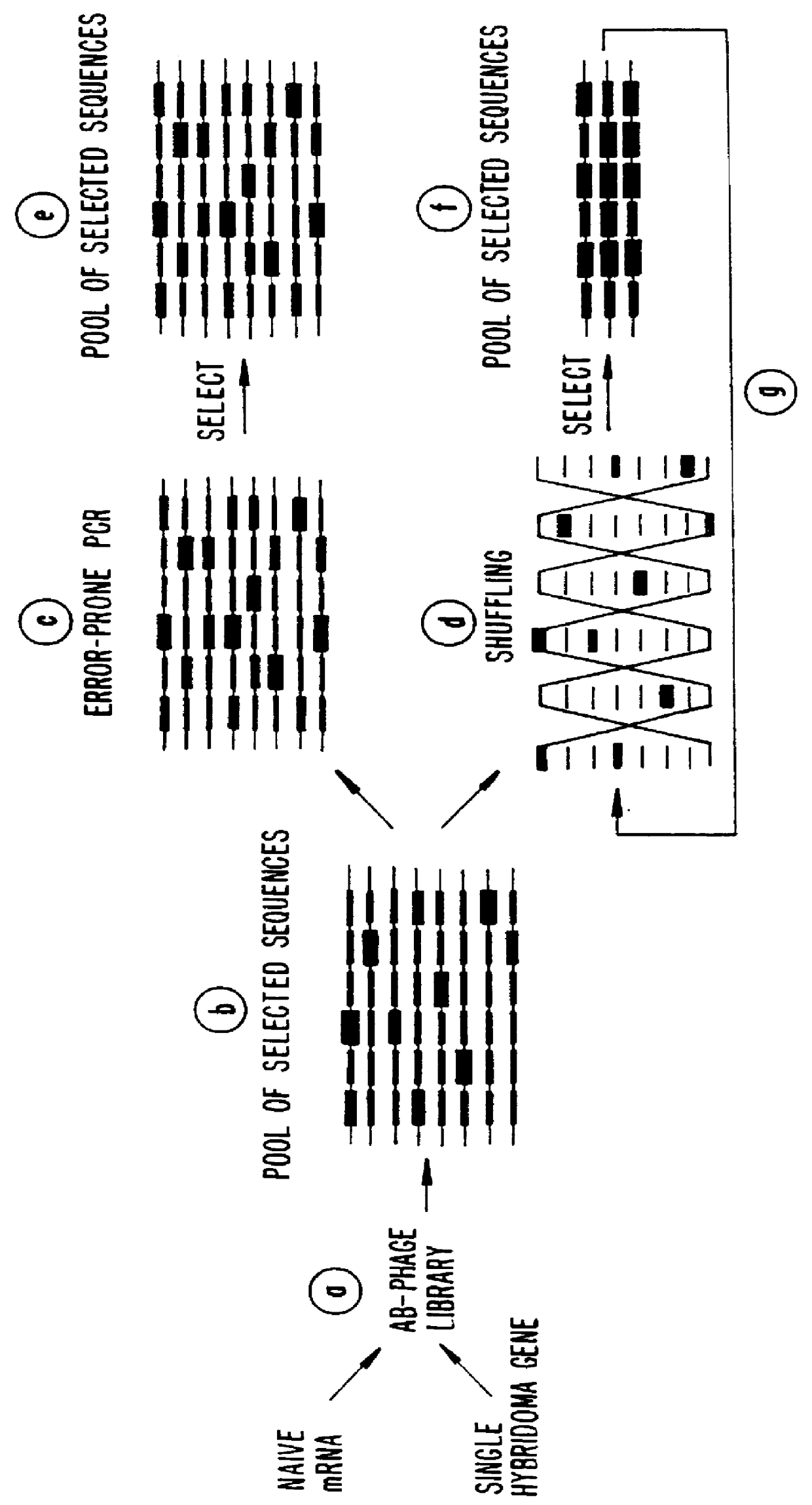 Methods for generating polynucleotides having desired characteristics by iterative selection and recombination