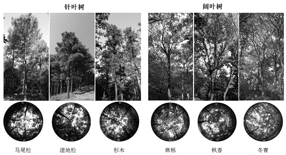 Tree species identification method based on full-waveform LiDAR canopy profile model