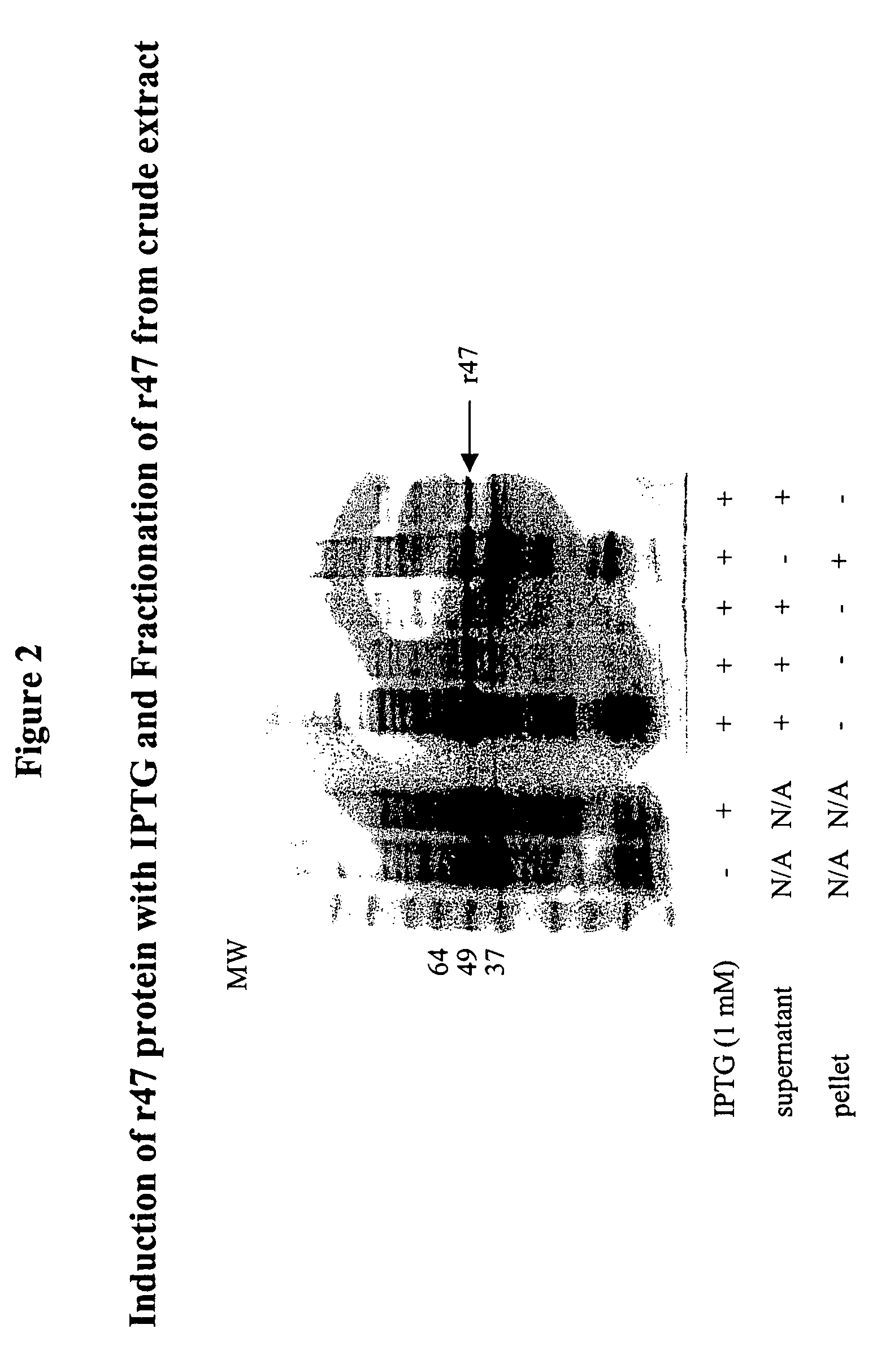 Orientia tsutsugamushi truncated recombinant outer membrane protein (r47) and (r57) vaccines diagnostics and therapeutics for scrub typhus